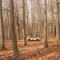 Subaru Forester 4dventure | Nella Foresta di Un Milione di Alberi